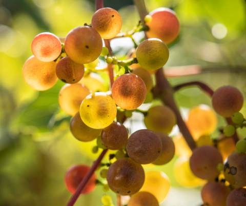 Appolo Vineyards grapes