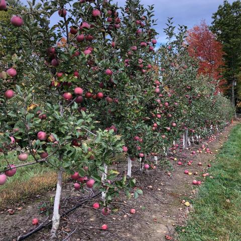 Gould Hill apple trees
