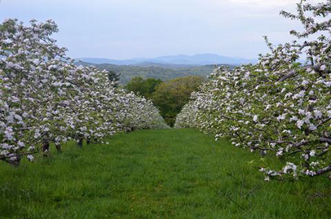 view from Gould Hill farm with apple blossoms