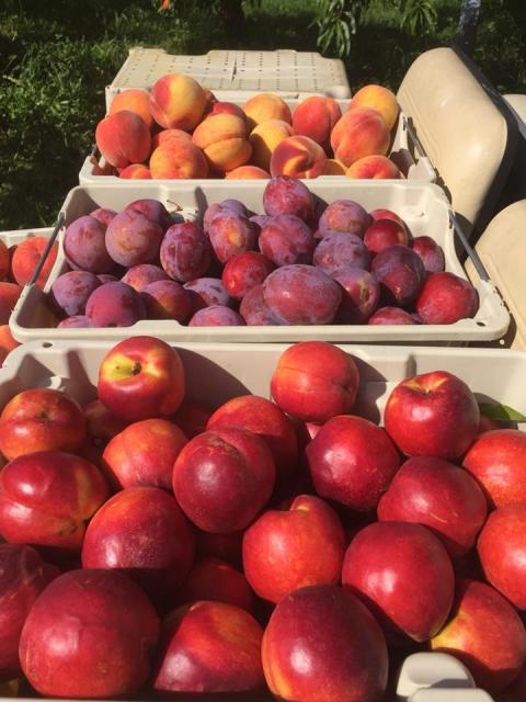 peaches nectarines in crates