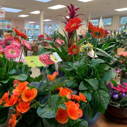 Floral arrangements_Studleys