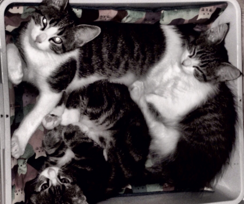 cats in a basket