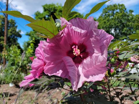 flower from secret gardener