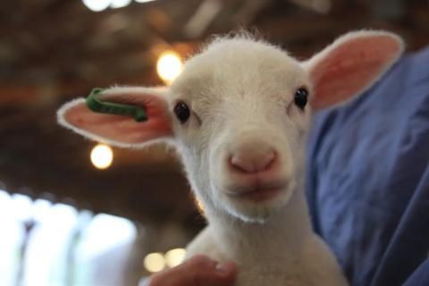 lamb